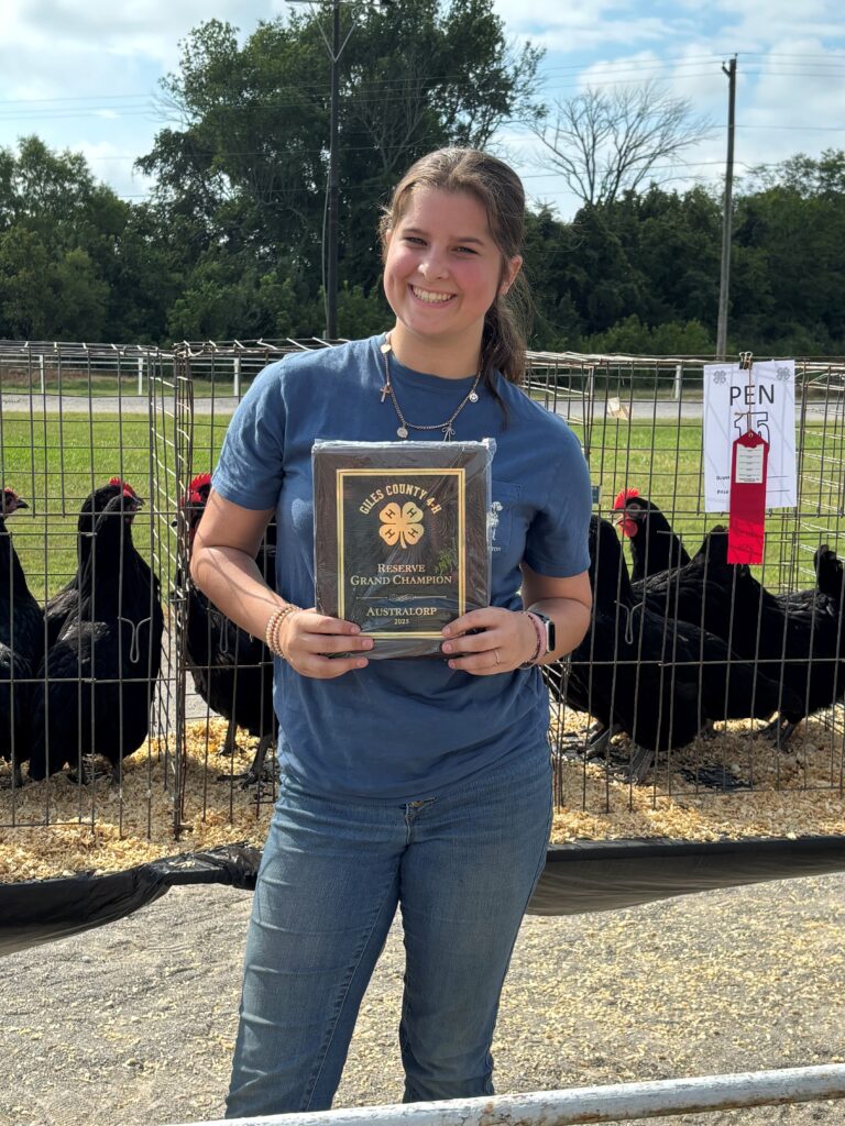 2025 Australorp chicken Reserve Grand Champion.