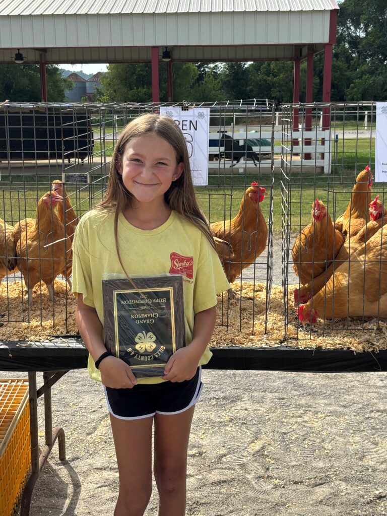 2025 Buff Orpington chicken Grand Champion.