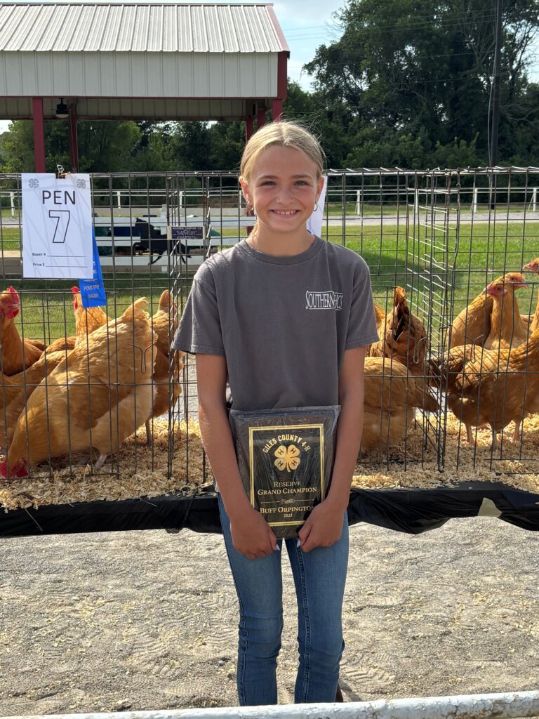2025 Buff Orpington chicken Reserve Grand Champion.