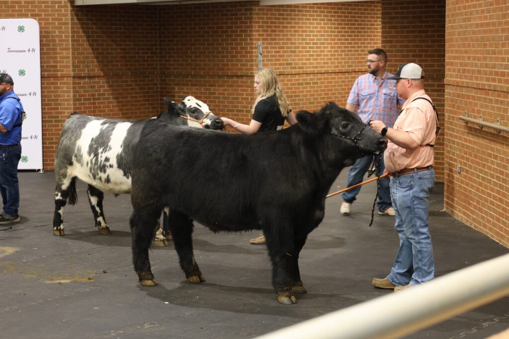 Two people standing and holding show cows.