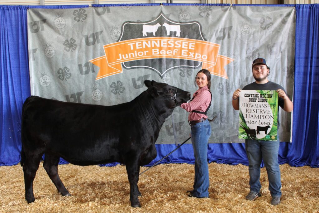 4-H'er standing with show cow.