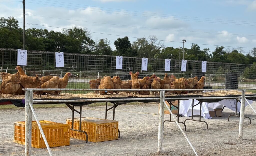 Line up of Buff Orpington chickens in cages.